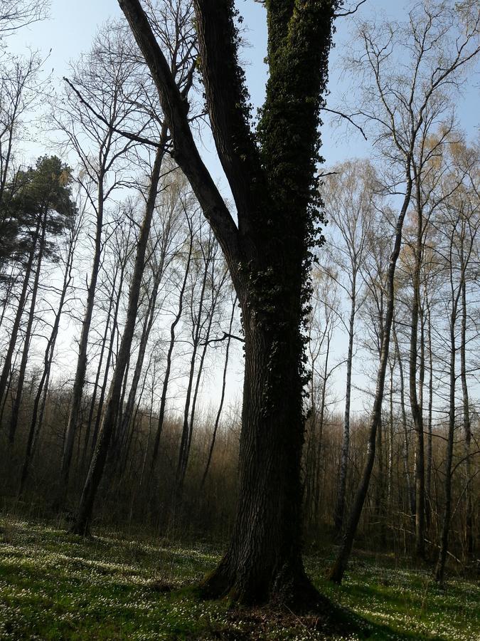 Лазурний Берег Pulemets Eksteriør billede